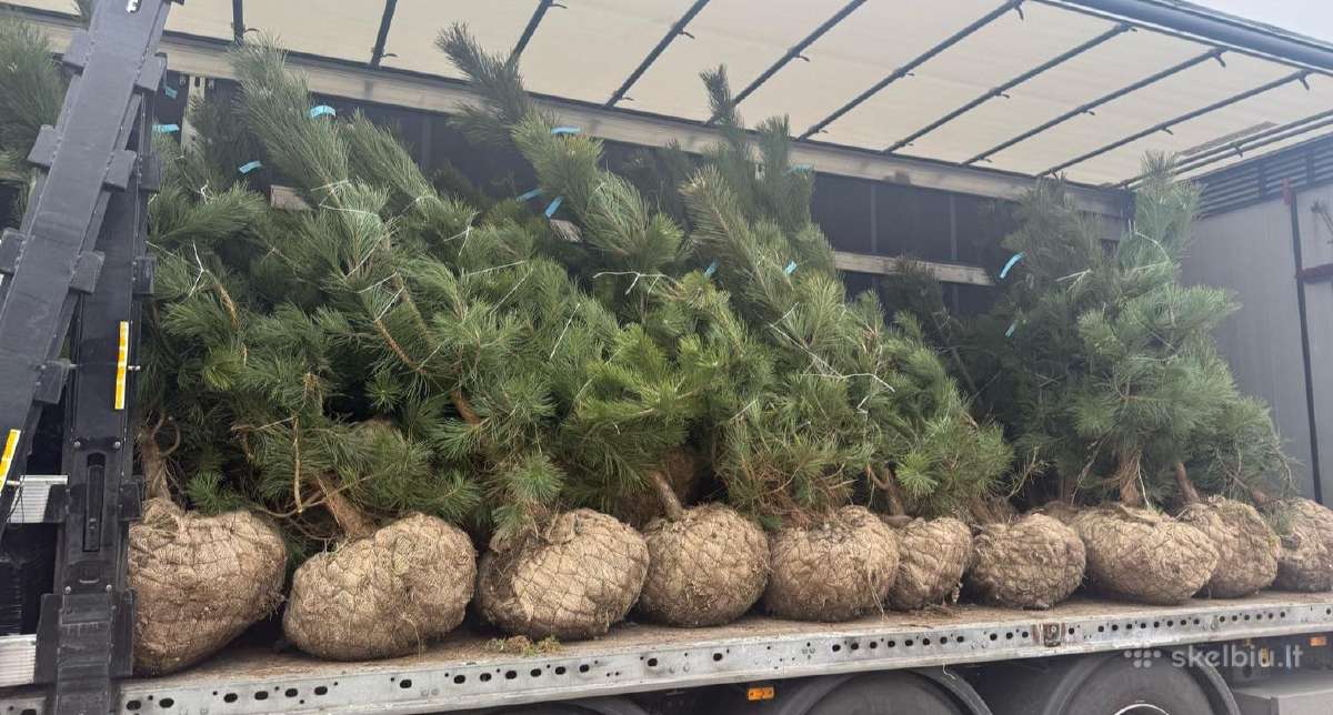 Pušis Juodoji 140-160 cm (Pinus Nigra). - nuotraukos Nr. 5