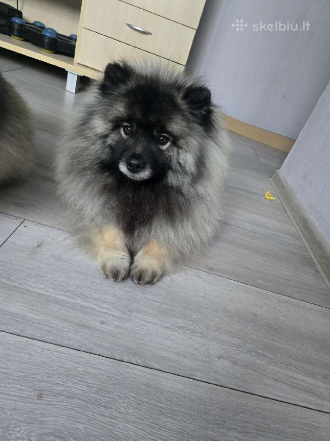 Volfšpicai/keshondai - nuotraukos Nr. 15