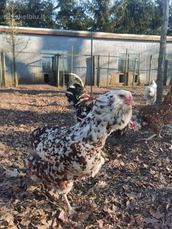 Veislinių vištų kiaušiniai ir viščiukai - nuotraukos Nr. 13