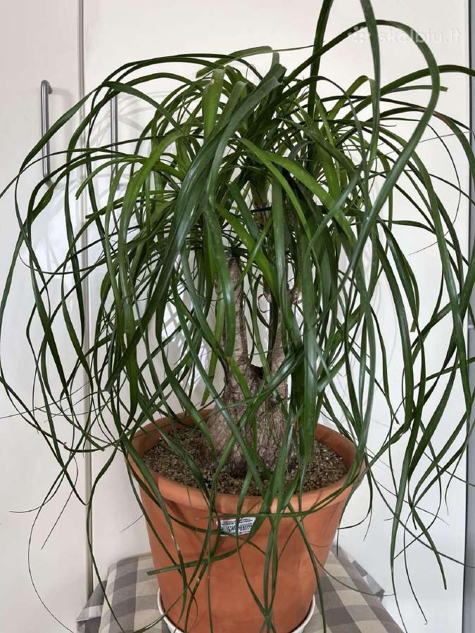 Parduodu kambarines geles - nuotraukos Nr. 13