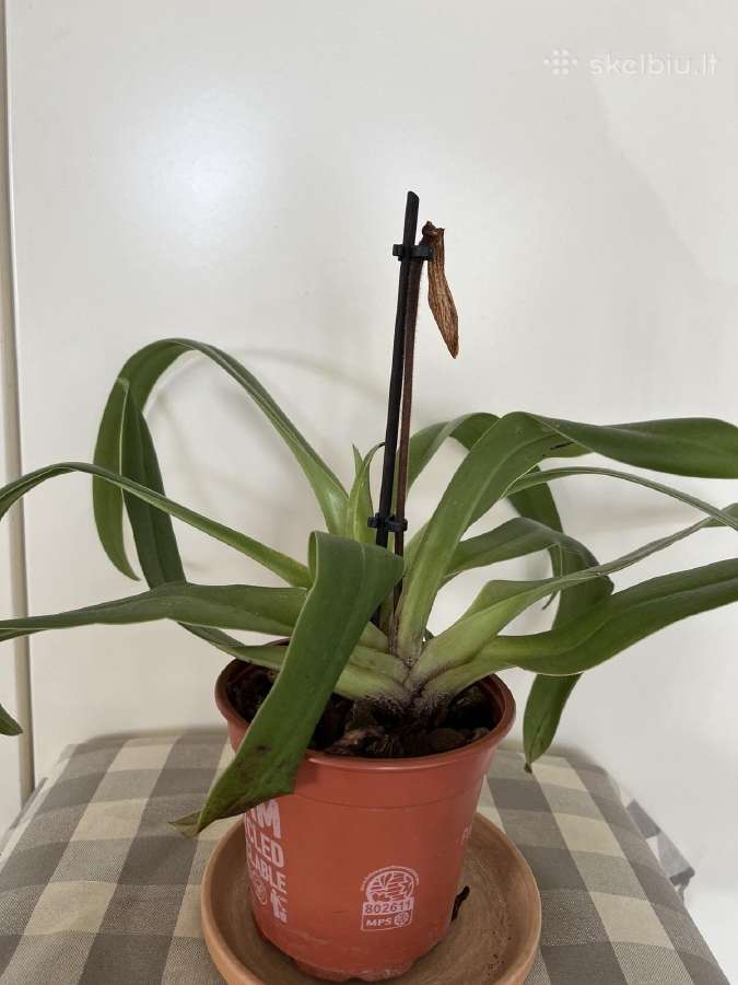 Parduodu kambarines geles - nuotraukos Nr. 23