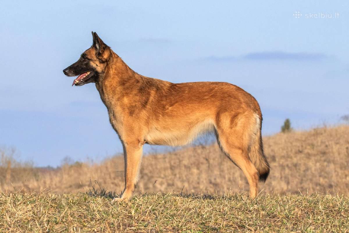 Malinua šuniukai su dokumentais šeimai ir veikloms - nuotraukos Nr. 15