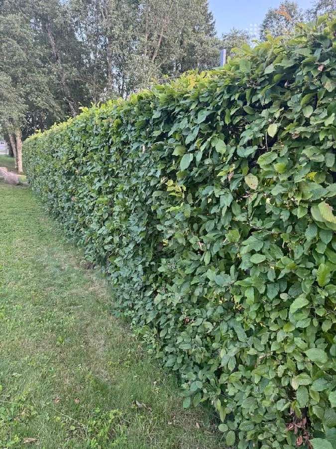 Skroblas paprastasis (lot. Carpinus betulus)