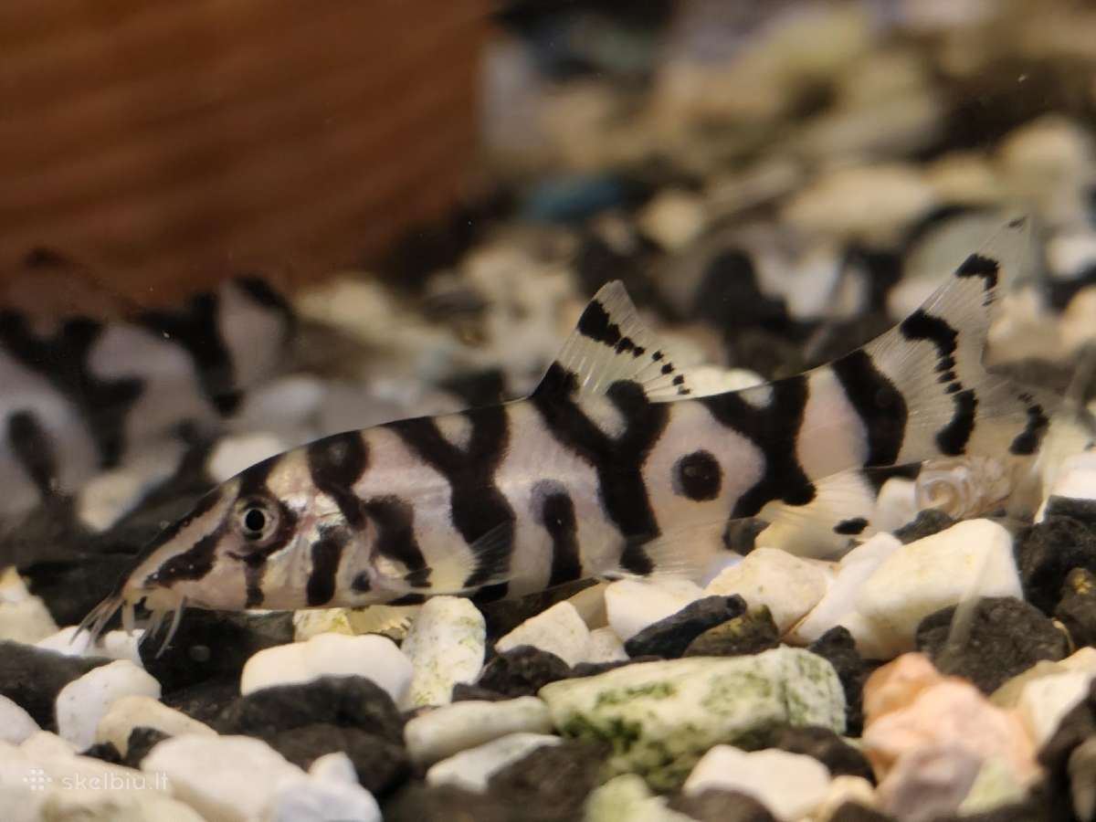 Įv. akvariuminės žuvelės Šiauliuose - nuotraukos Nr. 14