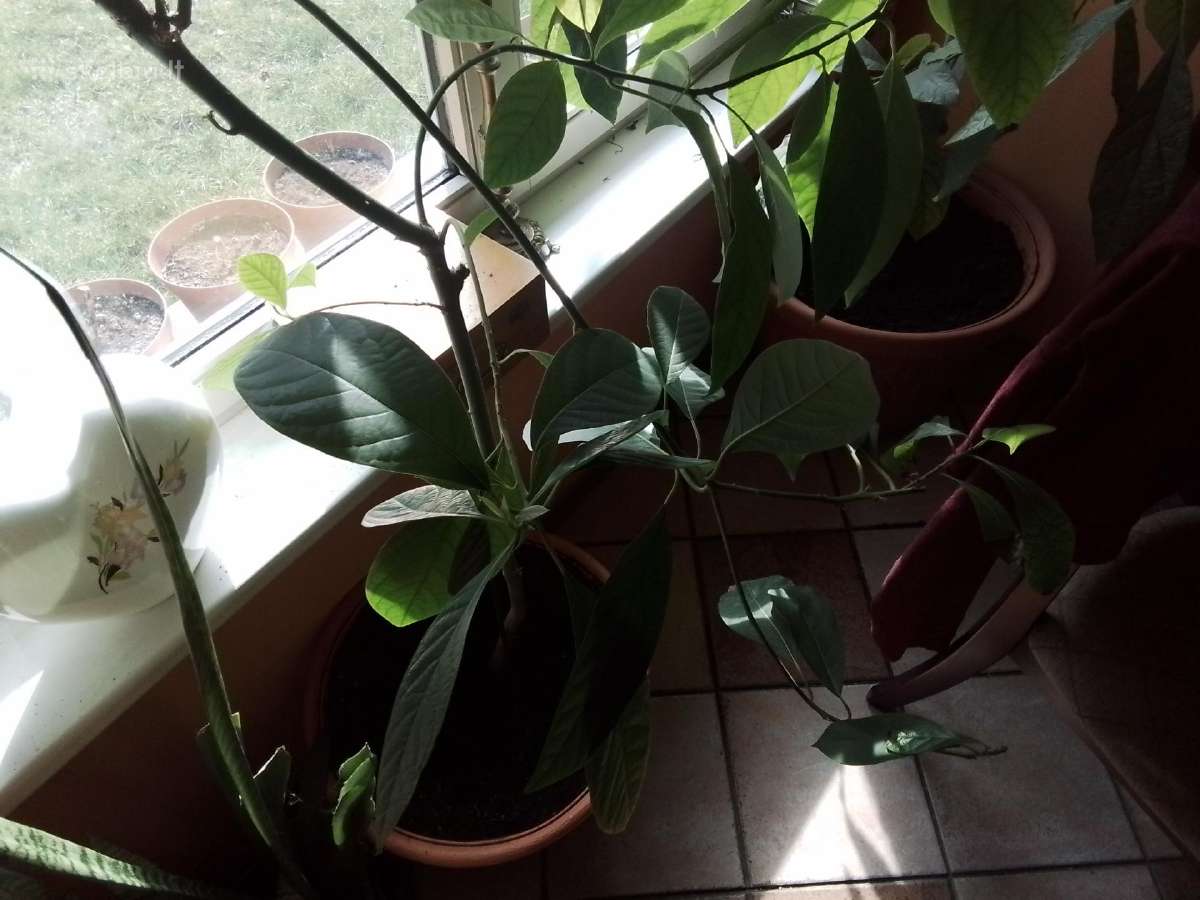 Avokado medis - nuotraukos Nr. 2