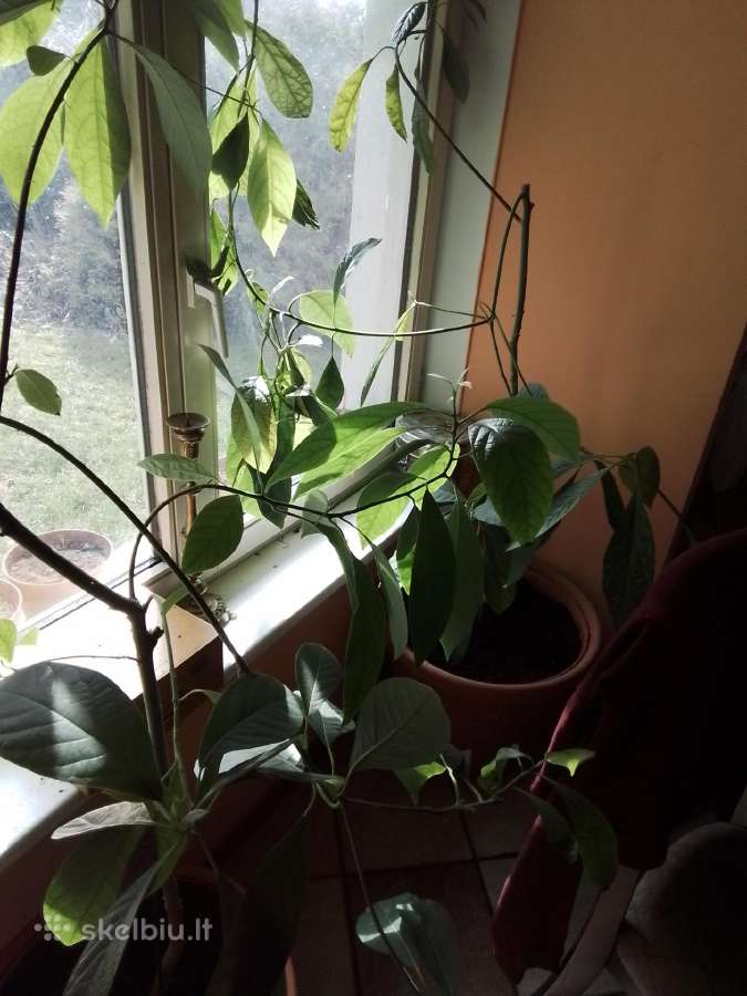 Avokado medis - nuotraukos Nr. 5