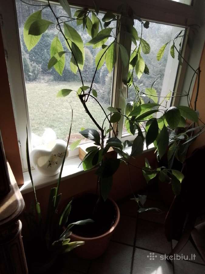 Avokado medis - nuotraukos Nr. 6