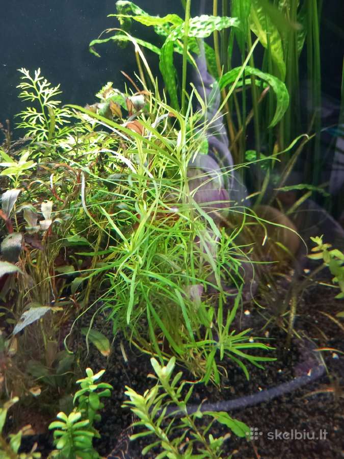 Kazkiek augaliuku - nuotraukos Nr. 8