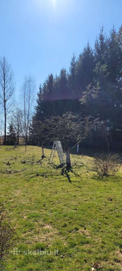 Tujų kirpimas,žeminimas,formavimas.genėjimas. - nuotraukos Nr. 9