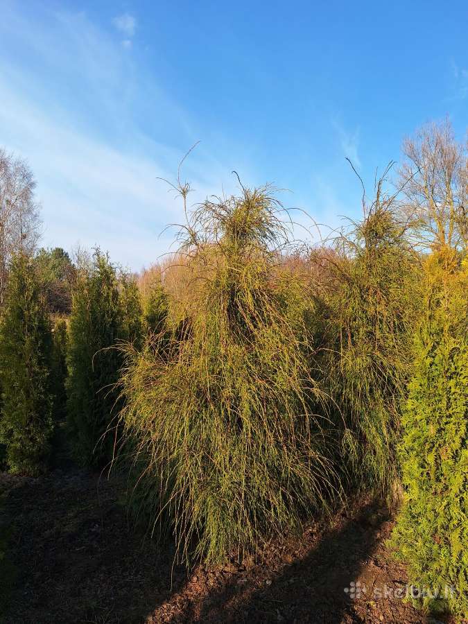 Didelės, išskirtinės siūlinės tujos - nuotraukos Nr. 5