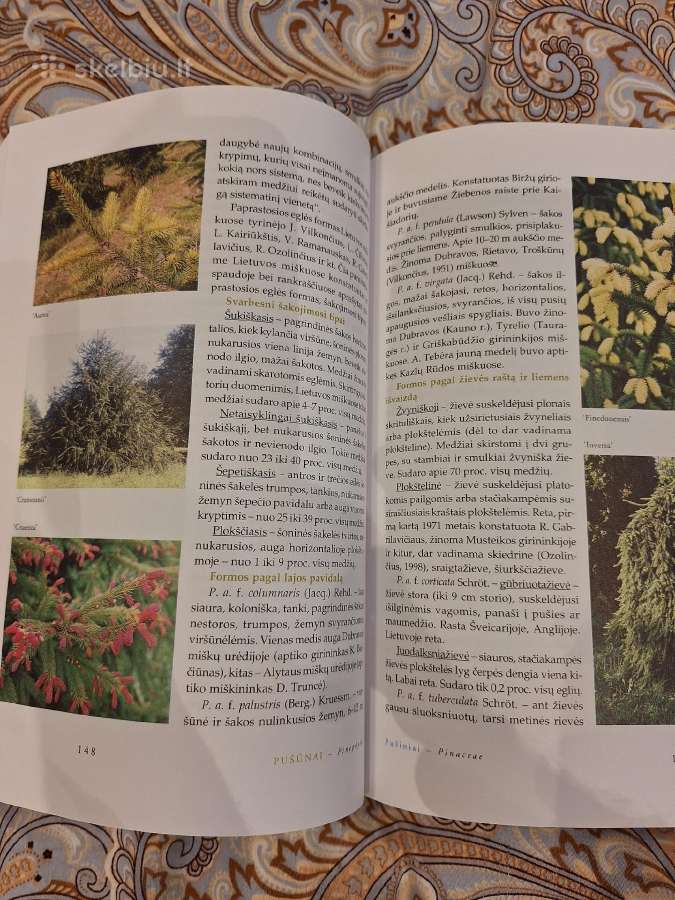 Dendrologija - nuotraukos Nr. 4