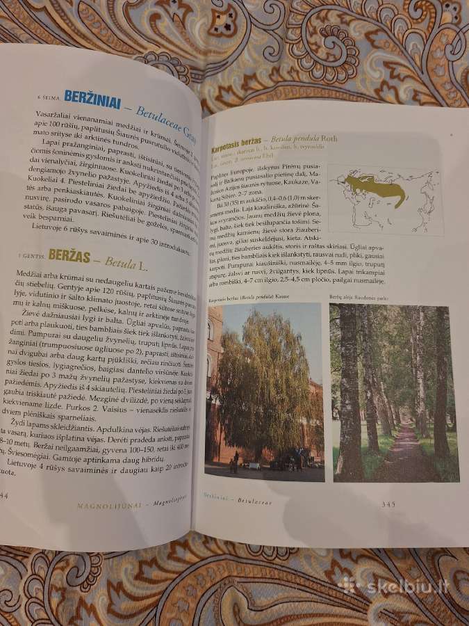 Dendrologija - nuotraukos Nr. 5