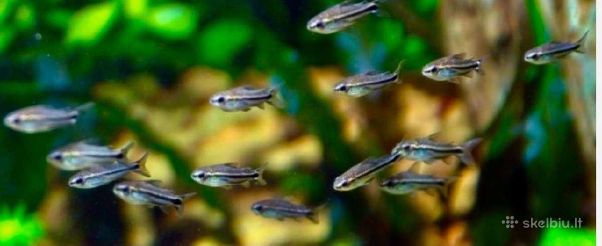 Corydoras pygmaeus