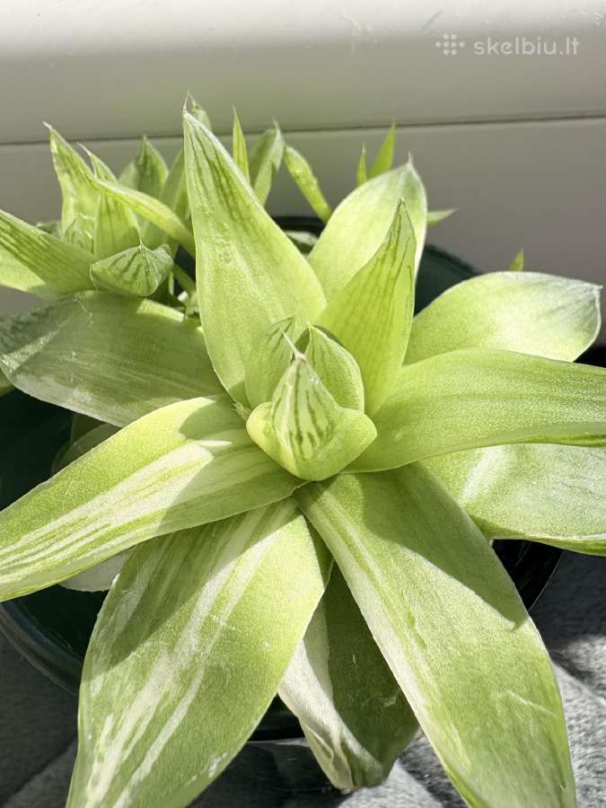 Haworthia cymbiformis 'Variegata' - nuotraukos Nr. 3