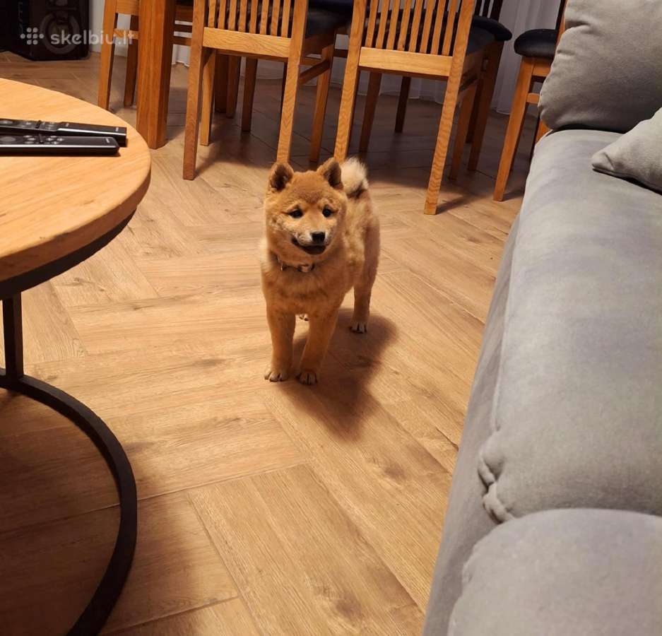 Parduodu shiba inu šuniukus - nuotraukos Nr. 6