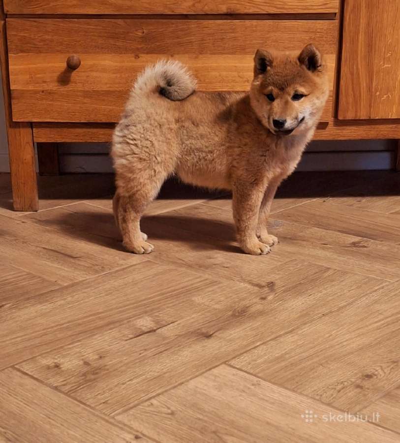 Parduodu shiba inu šuniukus - nuotraukos Nr. 5