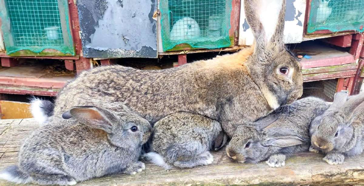 Belgų milžinai,vokiečių drugeliai, vienos pilkieji - nuotraukos Nr. 10