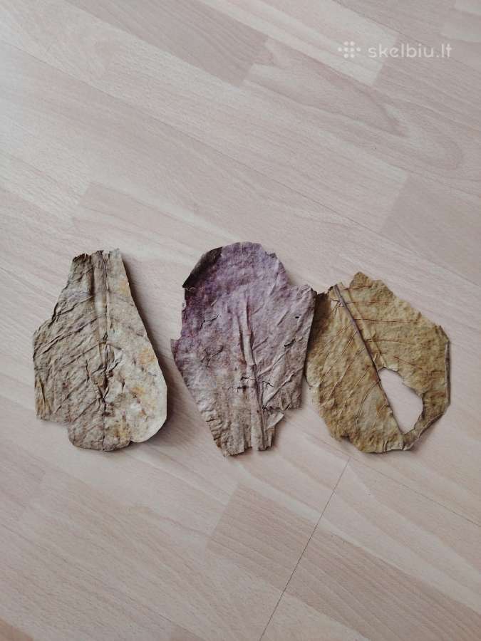 Catappa lapai