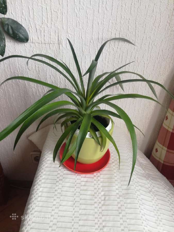 Kambario gėlės sampaulijos ir senovinės kalijos - nuotraukos Nr. 2