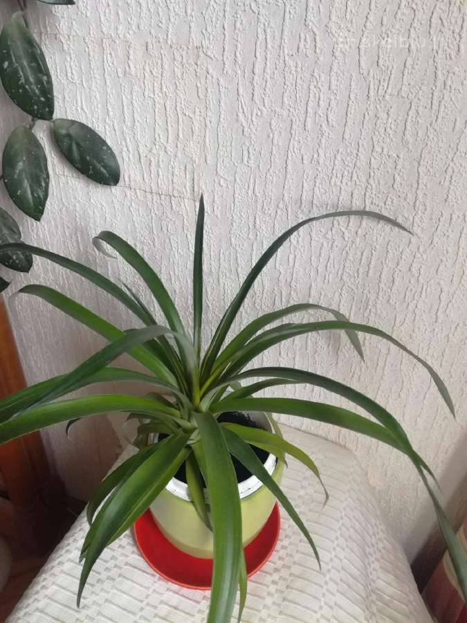 Kambario gėlės sampaulijos ir senovinės kalijos - nuotraukos Nr. 3