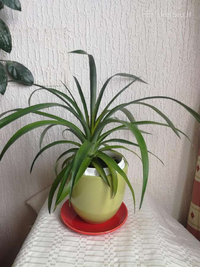 Kambario gėlės sampaulijos ir senovinės kalijos