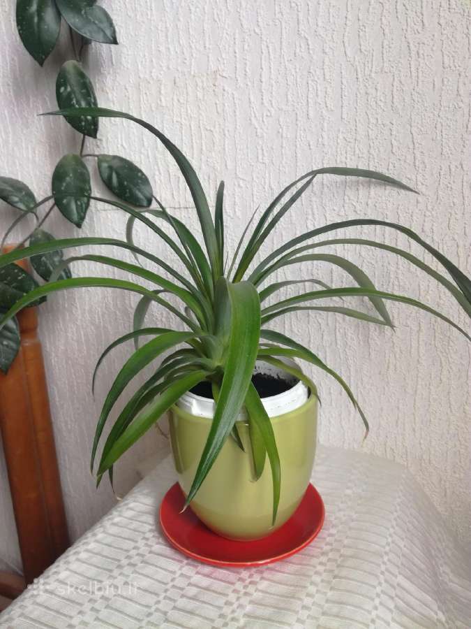 Kambario gėlės sampaulijos ir senovinės kalijos - nuotraukos Nr. 4