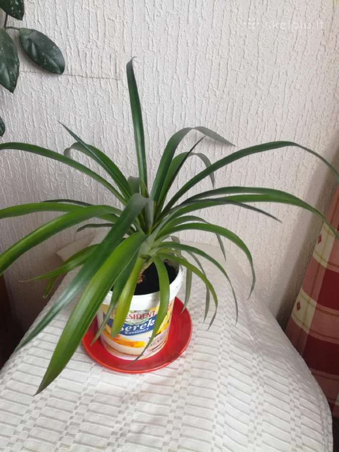 Kambario gėlės sampaulijos ir senovinės kalijos - nuotraukos Nr. 6