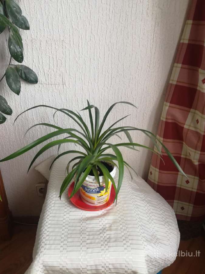 Kambario gėlės sampaulijos ir senovinės kalijos - nuotraukos Nr. 7