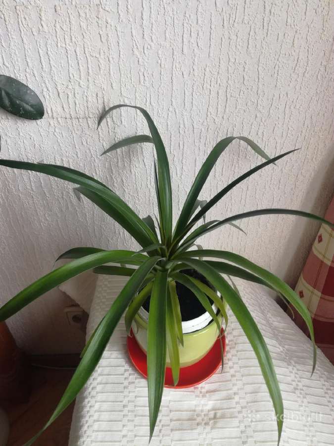 Kambario gėlės sampaulijos ir senovinės kalijos - nuotraukos Nr. 8