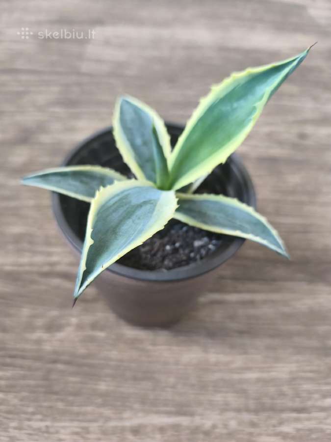 Agava amerikinė "Variegata"