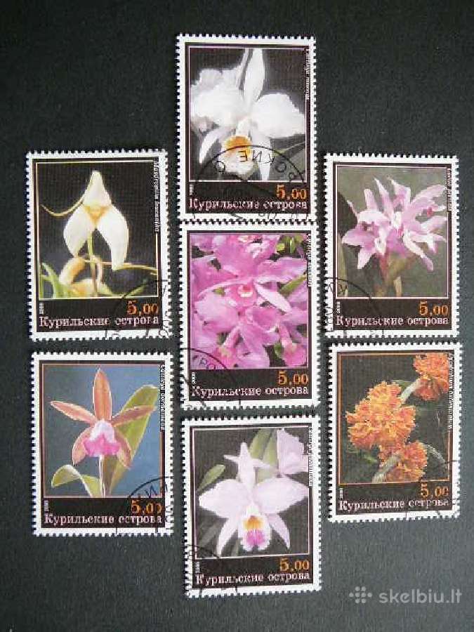 Orchidejos Geles Kurilai (R) 2000 antsp. krl09