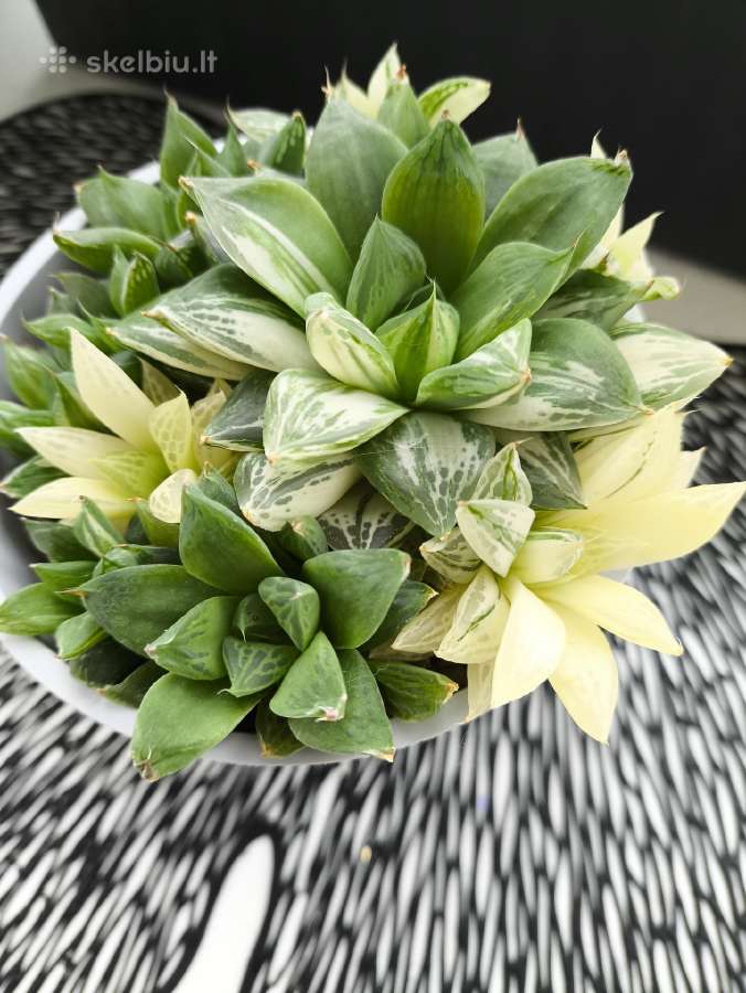 Haworthia cuspidata f. variegata - nuotraukos Nr. 4
