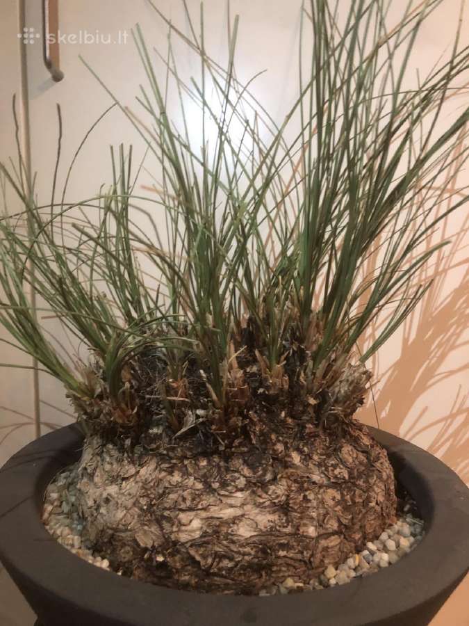 Parduodu kambarines geles - nuotraukos Nr. 14