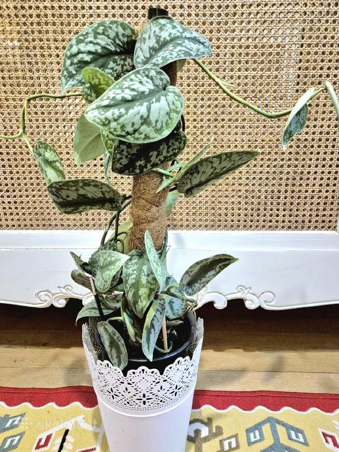 Kambarinė gėlė "Scindapusus Pictus Exotica". - nuotraukos Nr. 2