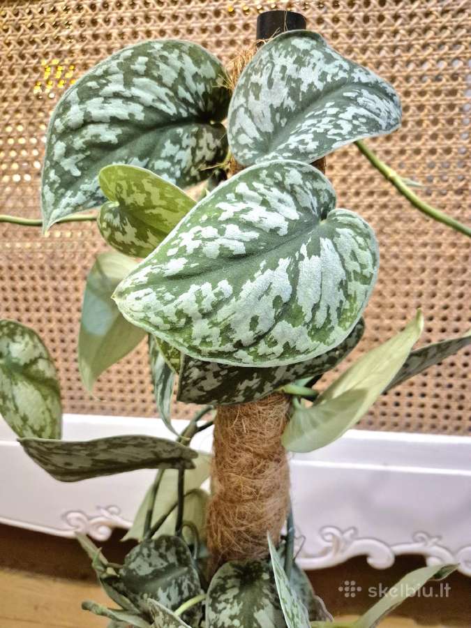 Kambarinė gėlė "Scindapusus Pictus Exotica". - nuotraukos Nr. 6