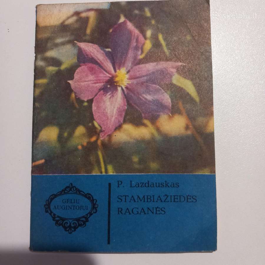Stambiažiedės raganės