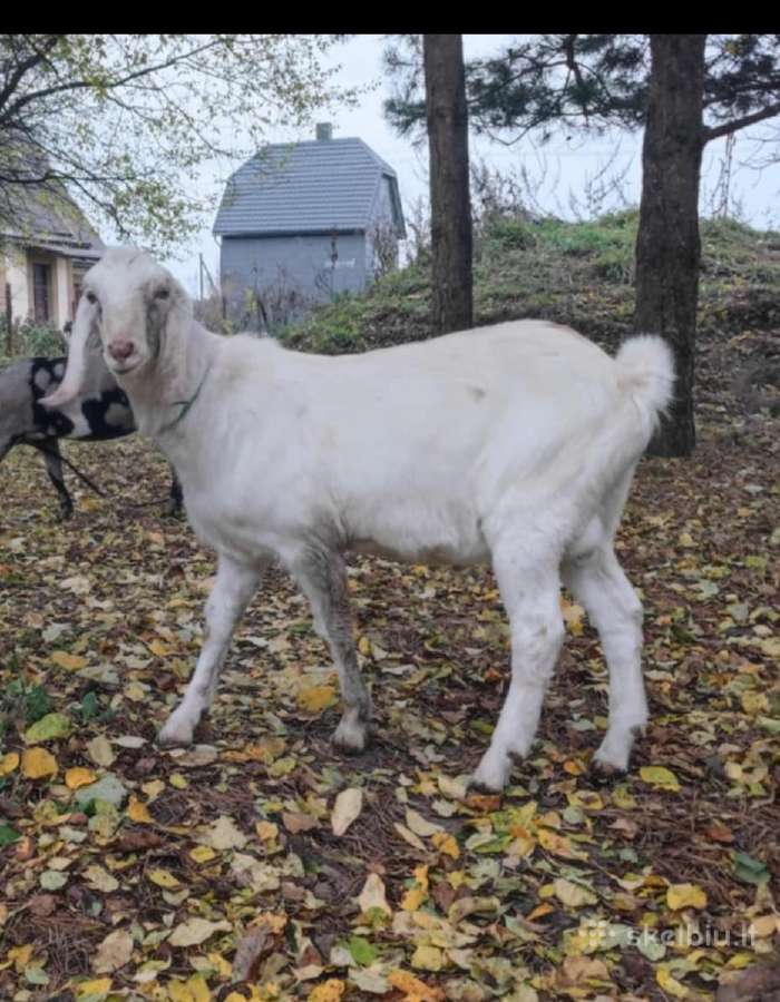 Parduodu ožį,galima tartis ir dėl kergimo