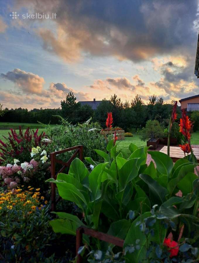 Kanai, kanos, Canna (aukštaūgiai)