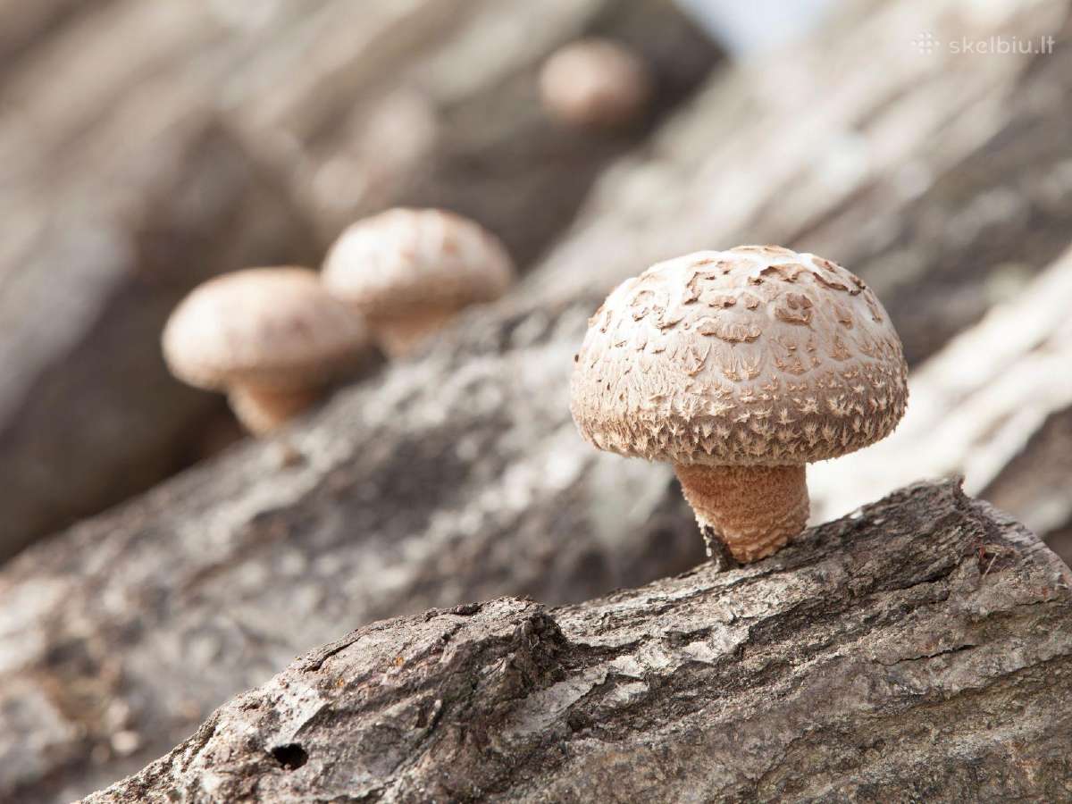Shiitake grybiena ant pjuvenų ar kaištelių - nuotraukos Nr. 4
