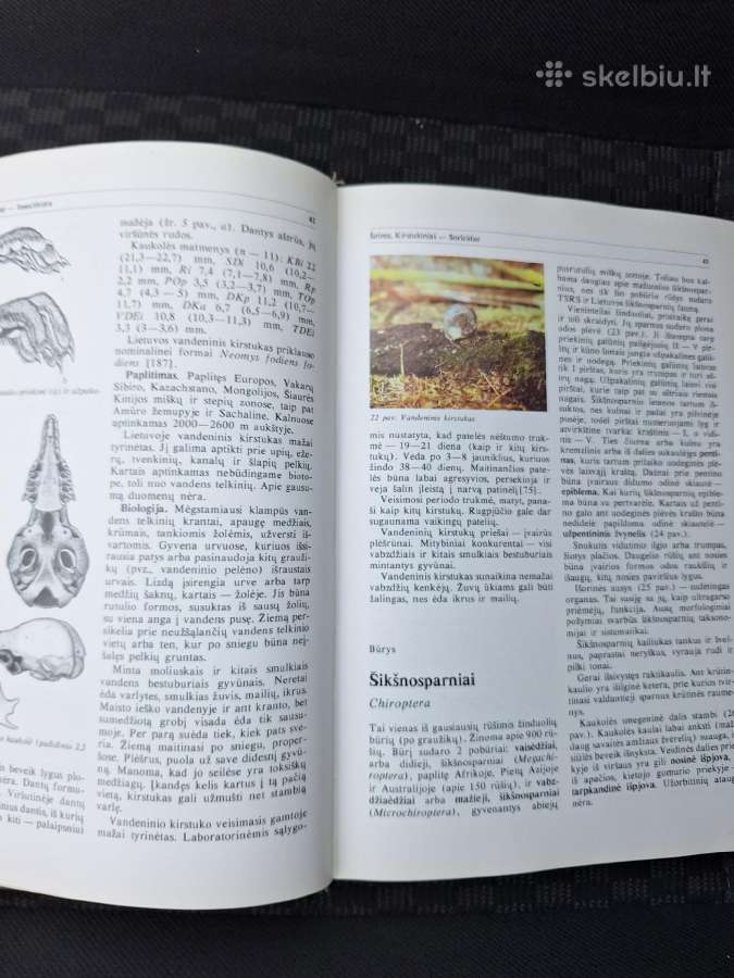 Lietuvos fauna. Žinduoliai - nuotraukos Nr. 3
