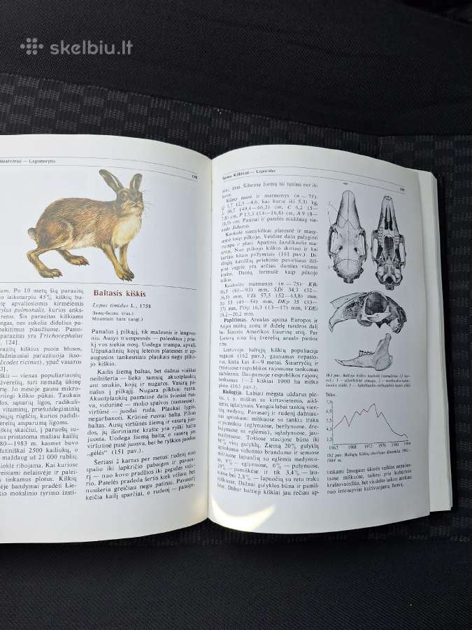 Lietuvos fauna. Žinduoliai - nuotraukos Nr. 4