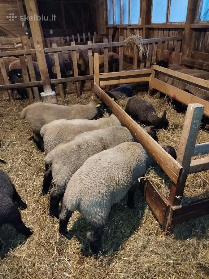 Grynaveisliai sufolku avys,avinukai su dokumentais - nuotraukos Nr. 5