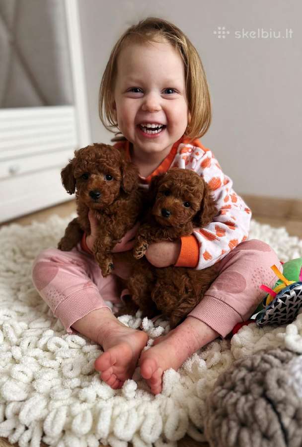 Toy ir nykštukinių pudelių sertifikuotas veislynas - nuotraukos Nr. 19