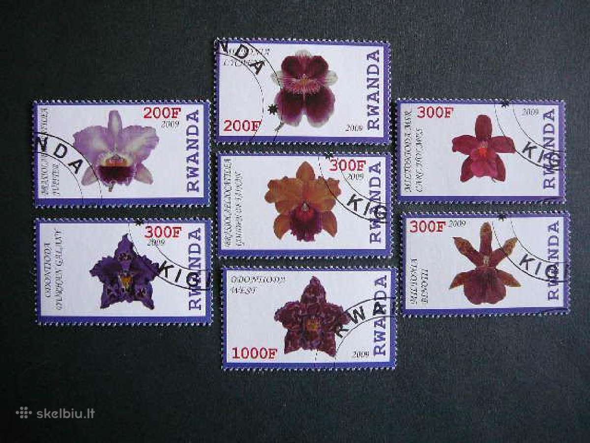 Orchidejos Geles Ruanda 2009 antsp. s585c