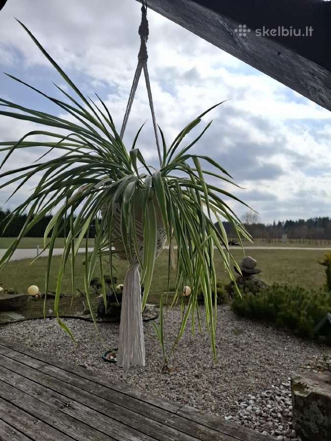 Macrame gėlių laikikliai - nuotraukos Nr. 3
