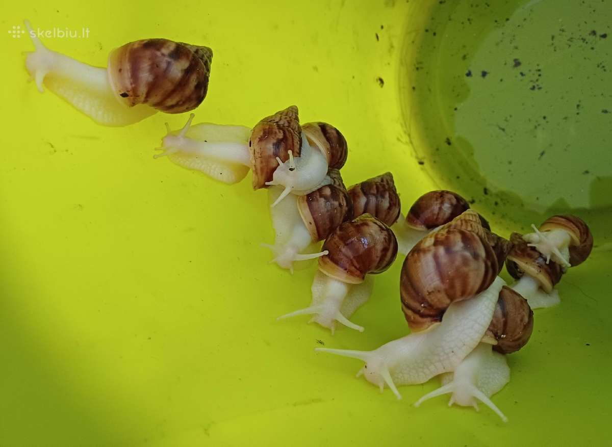 Achatina sraigės - jaunikliai, 7 mėnesių, 7-8 cm - nuotraukos Nr. 2