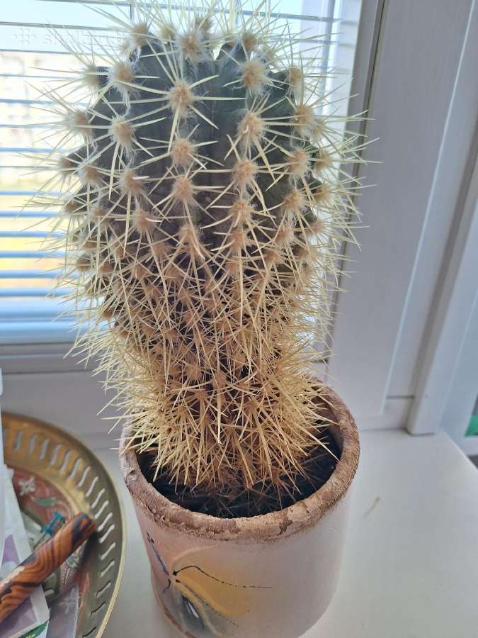 Kaktusas