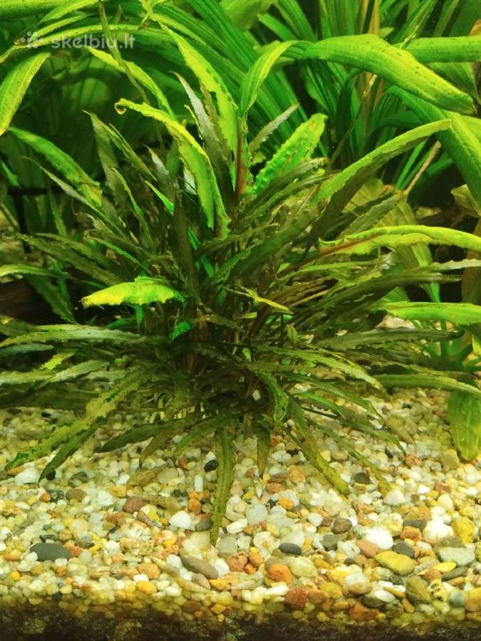 Akvariumo augalai - nuotraukos Nr. 2