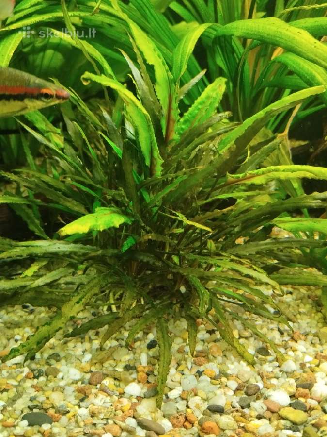 Akvariumo augalai - nuotraukos Nr. 3