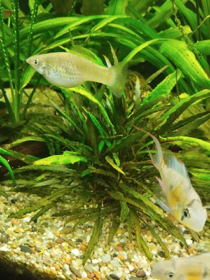 Akvariumo augalai - nuotraukos Nr. 5